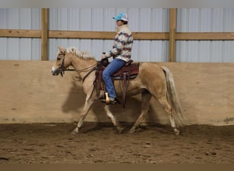 Welsh A (Mountain Pony), Gelding, 13 years, 13.1 hh, Palomino