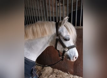 Welsh A (Mountain Pony), Gelding, 13 years, White