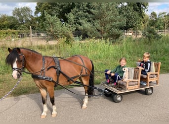 Welsh A (Mountain Pony), Gelding, 14 years, 11 hh, Brown