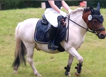 Welsh A (Mountain Pony) Mix, Gelding, 14 years, 11 hh, Pinto