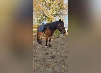Welsh A (Mountain Pony) Mix, Gelding, 14 years, 11,1 hh, Brown