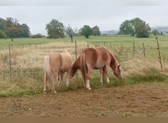 Welsh A (Mountain Pony), Gelding, 14 years, 11,2 hh, Chestnut