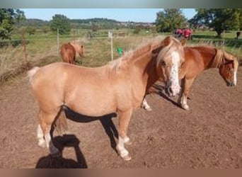 Welsh A (Mountain Pony), Gelding, 14 years, 11,2 hh, Chestnut