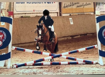 Welsh A (Mountain Pony), Gelding, 14 years, 12,3 hh, Brown