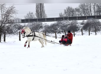 Welsh A (Mountain Pony), Gelding, 15 years, 11.1 hh, Grey