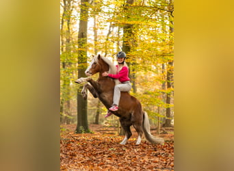 Welsh A (Mountain Pony), Gelding, 15 years, 11.2 hh, Chestnut-Red