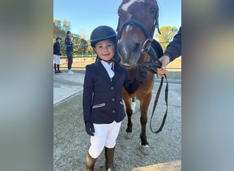 Welsh A (Mountain Pony), Gelding, 15 years, 9,2 hh, Brown