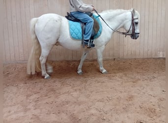 Welsh A (Mountain Pony), Gelding, 17 years, 12.1 hh, Grey