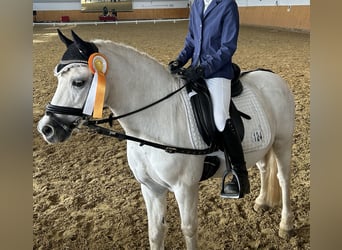 Welsh A (Mountain Pony), Gelding, 17 years, 12 hh, White