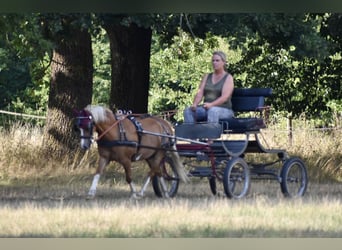 Welsh A (Mountain Pony), Gelding, 17 years, 12,1 hh, Chestnut-Red