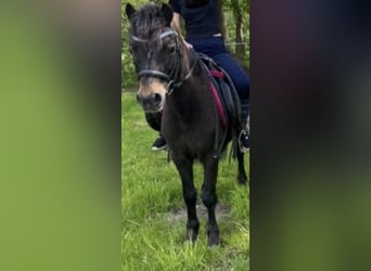 Welsh A (Mountain Pony), Gelding, 18 years, 11,2 hh, Black