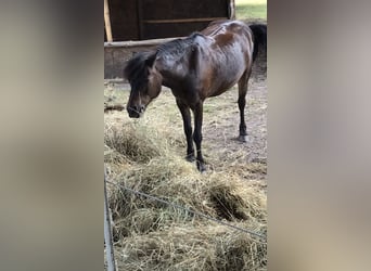 Welsh A (Mountain Pony), Gelding, 18 years, 11,2 hh, Black