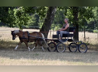 Welsh A (Mountain Pony), Gelding, 18 years, 12.1 hh, Chestnut-Red