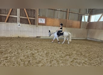 Welsh A (Mountain Pony), Gelding, 18 years, 12.1 hh