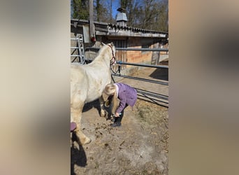 Welsh A (Mountain Pony), Gelding, 18 years, 12.1 hh