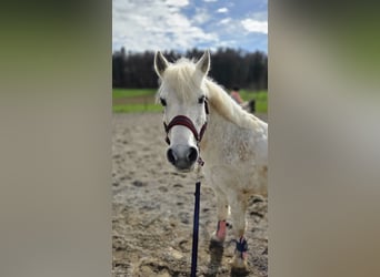 Welsh A (Mountain Pony), Gelding, 18 years, 12.1 hh