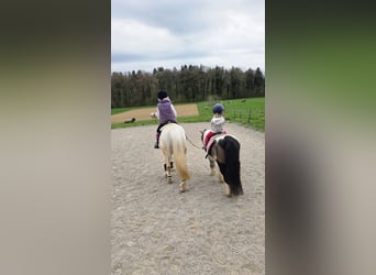 Welsh A (Mountain Pony), Gelding, 18 years, 12.1 hh