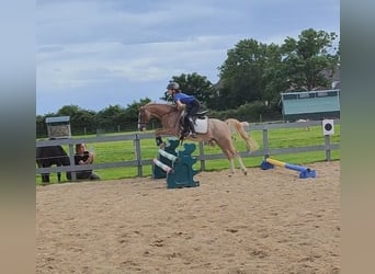 Welsh A (Mountain Pony), Gelding, 18 years, 12 hh, Chestnut-Red