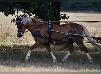 Welsh A (Mountain Pony), Gelding, 18 years, 12,1 hh, Chestnut-Red