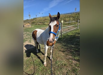 Welsh A (Mountain Pony), Gelding, 18 years, 13,2 hh, Pinto