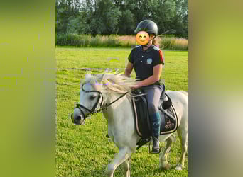 Welsh A (Mountain Pony), Gelding, 19 years, 11,2 hh, Gray