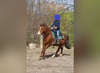 Welsh A (Mountain Pony), Gelding, 21 years, 11.2 hh, Chestnut