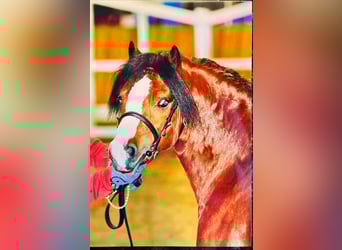 Welsh A (Mountain Pony), Gelding, 22 years, 11,3 hh, Brown