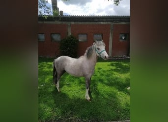 Welsh A (Mountain Pony), Gelding, 2 years, 11.1 hh