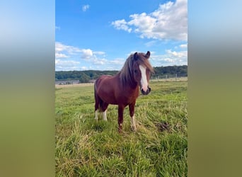 Welsh A (Mountain Pony), Gelding, 2 years, 11.2 hh, Chestnut-Red