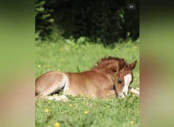 Welsh A (Mountain Pony), Gelding, 2 years, 11.2 hh, Chestnut-Red