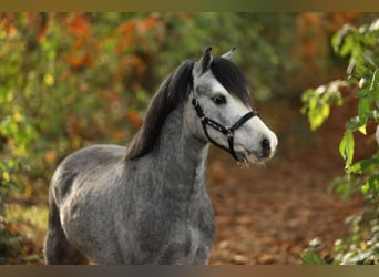 Welsh A (Mountain Pony), Gelding, 2 years, 11.2 hh, Grey