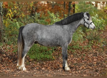 Welsh A (Mountain Pony), Gelding, 2 years, 11,2 hh, Grey