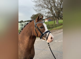 Welsh A (Mountain Pony), Gelding, 2 years, 12 hh, Chestnut-Red