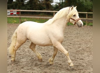 Welsh A (Mountain Pony), Gelding, 2 years, 12 hh, Palomino