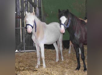 Welsh A (Mountain Pony), Gelding, 2 years, Cremello