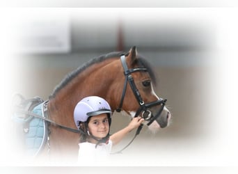 Welsh A (Mountain Pony), Gelding, 3 years, 11.1 hh, Brown Welsh A (Mountain Pony), Gelding, 3 years, 11.1 hh, Brown