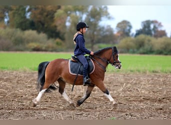 Welsh A (Mountain Pony), Gelding, 3 years, 11.1 hh, Brown