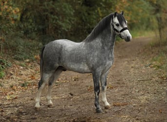 Welsh A (Mountain Pony), Gelding, 3 years, 11.1 hh, Grey