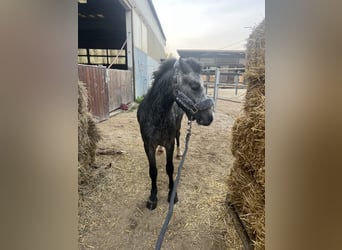Welsh A (Mountain Pony), Gelding, 3 years, 11.1 hh, Grey-Dapple