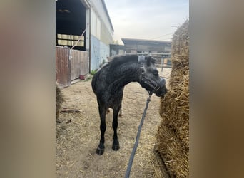 Welsh A (Mountain Pony), Gelding, 3 years, 11.1 hh, Grey-Dapple