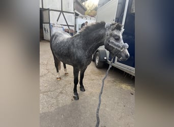 Welsh A (Mountain Pony), Gelding, 3 years, 11.1 hh, Grey-Dapple