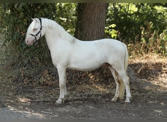 Welsh A (Mountain Pony), Gelding, 3 years, 11.2 hh, Cremello