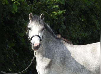 Welsh A (Mountain Pony), Gelding, 3 years, 11.2 hh, Grey