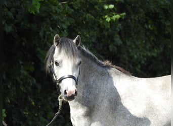 Welsh A (Mountain Pony), Gelding, 3 years, 11.2 hh, Grey