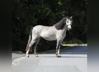 Welsh A (Mountain Pony), Gelding, 3 years, 11.2 hh, Grey