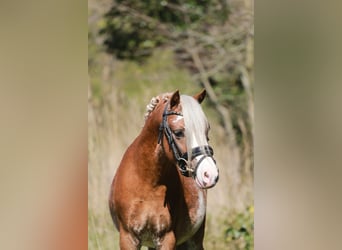 Welsh A (Mountain Pony), Gelding, 3 years, 11.2 hh, Sabino