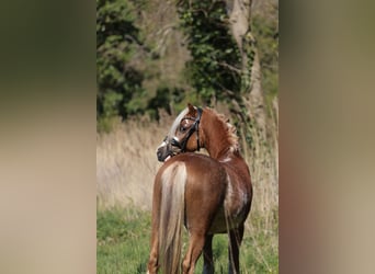 Welsh A (Mountain Pony), Gelding, 3 years, 11.2 hh, Sabino
