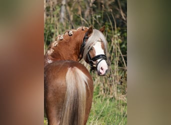 Welsh A (Mountain Pony), Gelding, 3 years, 11.2 hh, Sabino