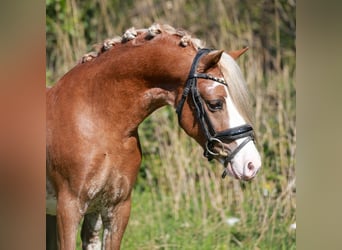 Welsh A (Mountain Pony), Gelding, 3 years, 11.2 hh, Sabino