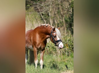 Welsh A (Mountain Pony), Gelding, 3 years, 11.2 hh, Sabino